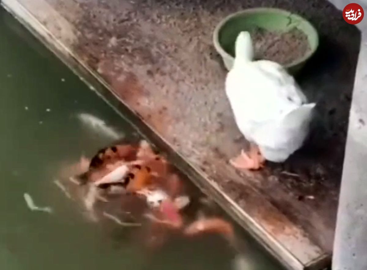 ویدیویی پربازدید از غذا دادن یک اردک به ماهی‌ها
