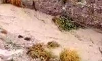 بارش شدید مونسون، مردم این منطقه را گرفتار کرد