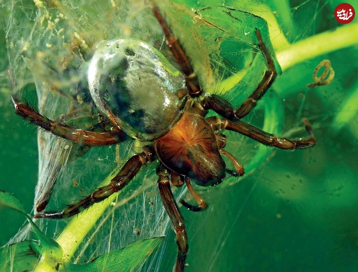 عنکبوت شگفت‌انگیزی که کپسول غواصی می‌سازد