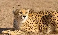 چند یوزپلنگ در ایران وجود دارد؟