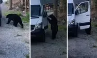 سرقت پاپ‌کورن از داخل خودرو توسط خرس!