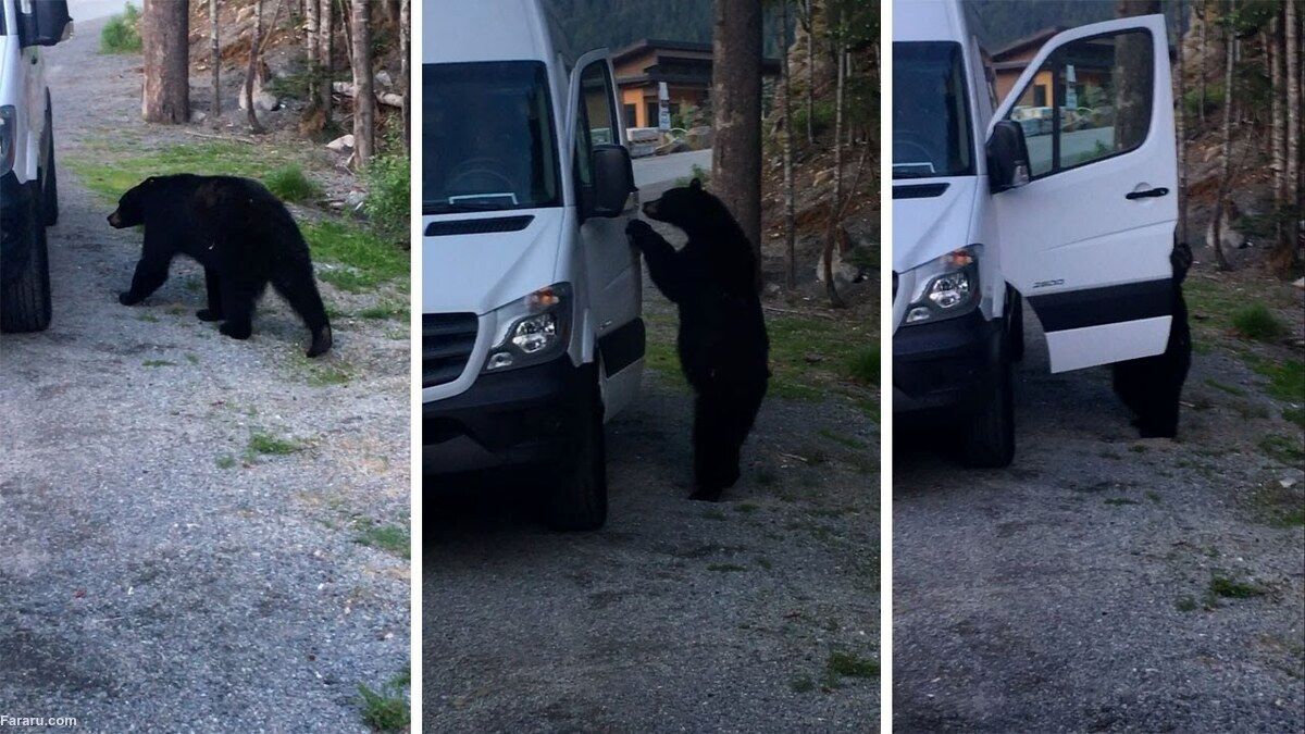 سرقت پاپ‌کورن از داخل خودرو توسط خرس!