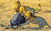 اتفاق کم‌سابقه در حیات‌وحش همه را حیرت‌زده کرد 
