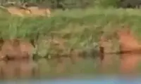 لحظه شگفت‌انگیز فرار گوزن از دست یک گله شیر