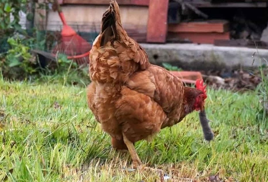 وقتی مرغ و خروس‌ها زورشان به موش قلدر نمی‌رسد