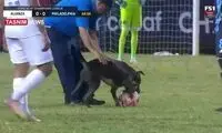 توپ بازی جالب یک سگ وسط مسابقه فوتبال!