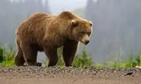 غذا دادن به خرس قهوه‌ای در کوه سبلان ممنوع شد