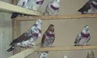 وقتی پراید برای اولین بار لانه کبوتر شد!