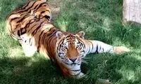 از ببر نر باغ وحش ارم چه خبر؟
