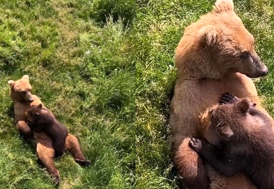 ویدئویی جالب از شیر دادن یک خرس مادر به بچه‌اش
