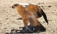 سرنوشت غم‌ انگیزِ بچه غزال معلول
