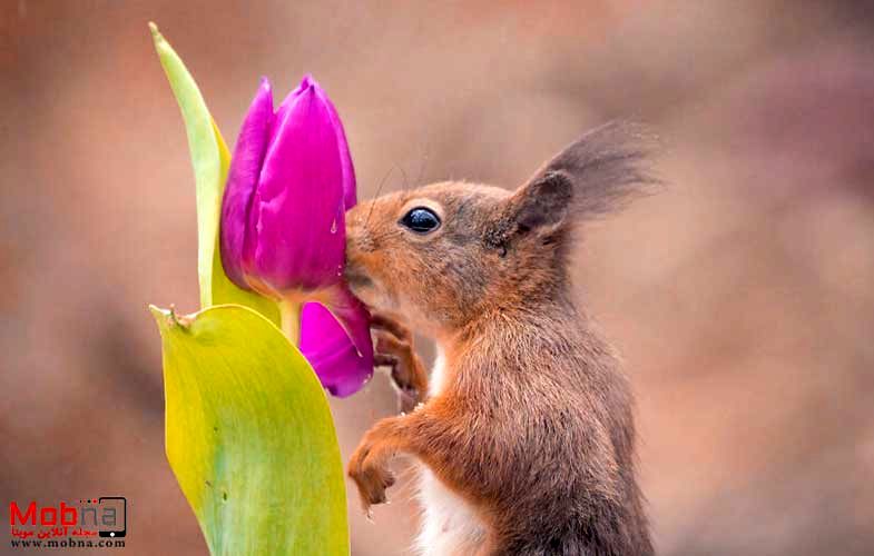 تعامل جالب سنجاب‌ها و پرندگان با گل‌ها! 