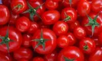  گوجه فرنگی ارزان می‌شود؟