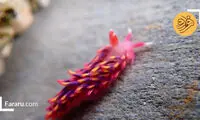 شکار حلزون دریایی رنگین‌کمانی در انگلستان