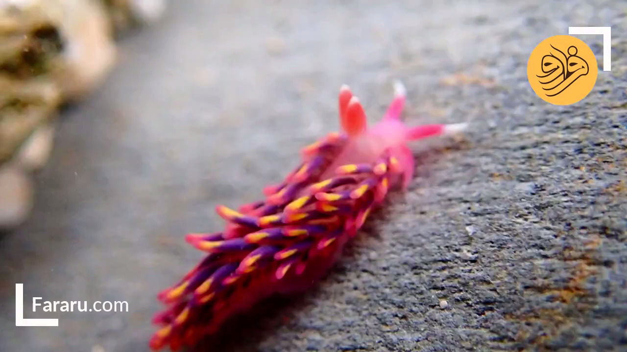 شکار حلزون دریایی رنگین‌کمانی در انگلستان