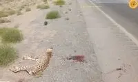 عکسی از کشته شدن یک یوزپلنگ آسیایی دیگر در جاده
