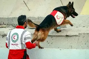 تصویری ویژه از سگ امداد و نجات زیر سرم