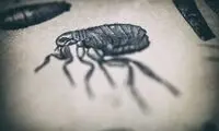 سلاح مخوفی که ۵۰۰ هزار نفر را قتل‌عام کرد!