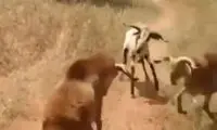 تولد حیوانی عجیب با سر انسان در تایلند! 