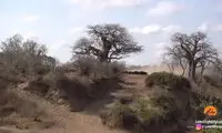 لحظه نبرد دراماتیک گله شیرها با گله بوفالوها