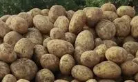 سیب‌زمینی دوباره نایاب شد