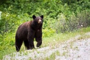 پذیرایی از خرسِ گرفتار در تله کشاورزان مازندرانی با آب و عسل