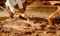 فسیل ۵۲۰ میلیون ساله با مغز و روده‌هایی سالم مثل روز اول پیدا شد