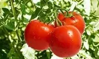 گوجه‌ فرنگی چطور سبز می‌شود؟
