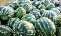 توضیح وزیر درباره ماجرای هندوانه‌های صادراتی به روسیه