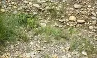 تست بینایی: جغد استتار شده را پیدا کنید