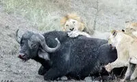 ویدئوی عجیبی از نبرد نابرابر بوفالوی پیر با شیرها