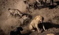 وحشتی که شیر‌ها به جان کفتار‌ها انداختند