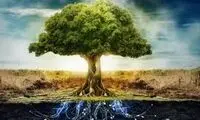 12 درخت مقدس چه رازی را حمل می‌کنند؟