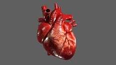 میزان چربی باور نکردنی دور قلب یک فرد چاق