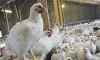 اولین واکنش به ماجرای تریاکی شدن مرغ‌ها