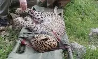 علت مرگ پلنگ گچساران اعلام شد