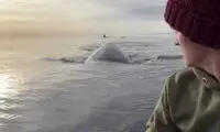 لحظه دلهره‌آور محاصره شدن یک قایقران در برابر نهنگ‌ها!