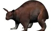 اندازه عجیب خرگوش‌ها میلیون‌ها سال پیش