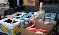 تصویری دردناک از فلامینگو شکار شده برای فروش