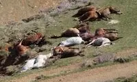 کشتار این اسب‌ها و قاطرها را کسی گردن نمی‌گیرد