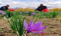 افغانستان، زعفران ایرانی را به نام خود زد!