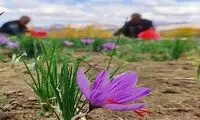 افغانستان، زعفران ایرانی را به نام خود زد!