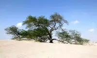مشهورترین درخت‌های جهان؛ از «ژنرال شرمن غول‌آسا» تا «درخت عرفانی» 