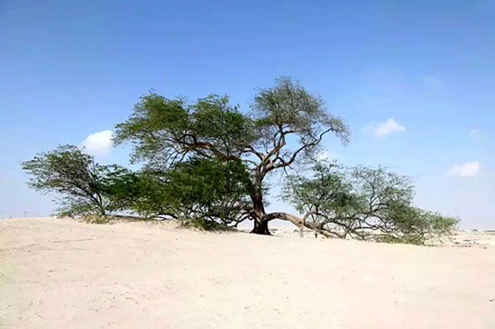 مشهورترین درخت‌های جهان؛ از «ژنرال شرمن غول‌آسا» تا «درخت عرفانی» 