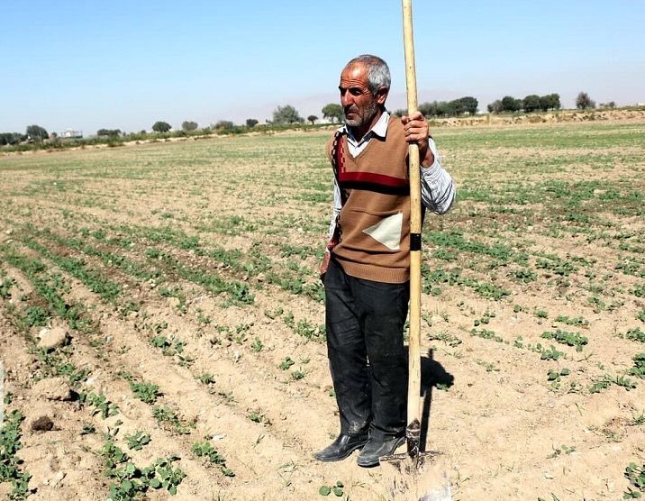 آب نرسید، اراضی گندمِ شرق اصفهان از بین رفت