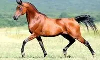 تصاویری از زیباترین اسب ایرانی که دست پرورده عشایر است!