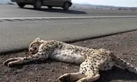 آخرین جزئیات از تلف شدن یک یوز ایرانی در جاده