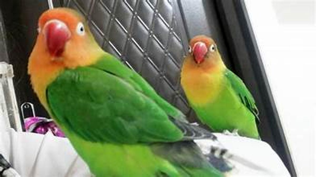 استفاده از طوطی بجای دزدگیر!