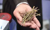 این مردمان، ۱۵ هزار سال پیش مواد مخدر مصرف می‌کردند!