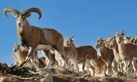 حرکت بامزه قوچ و میش‌های ساوه مقابل دوربین